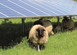 Richtig eingesetzt bringt die Photovoltaik einen großen Doppelnutzen für die nachhaltige Stromerzeugung und die Landwirtschaft. (© 7x7 Unternehmensgruppe)